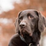 5 conseils santé pour soulager la constipation de votre chien